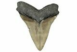 Serrated, Fossil Megalodon Tooth - North Carolina #355842-2